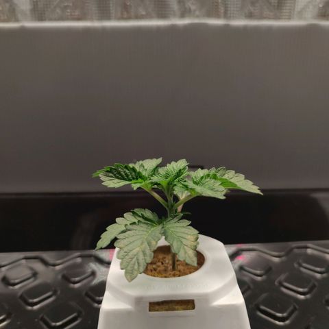 Northern lights growlog timeline photo