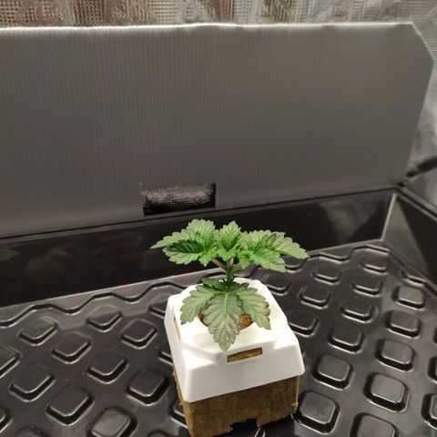Northern lights growlog timeline photo