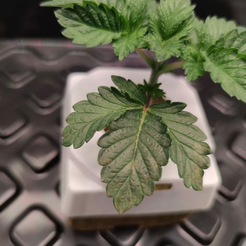 Northern lights growlog timeline photo