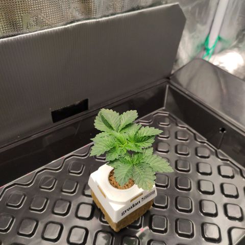 Northern lights growlog timeline photo