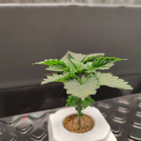 Northern lights growlog timeline photo