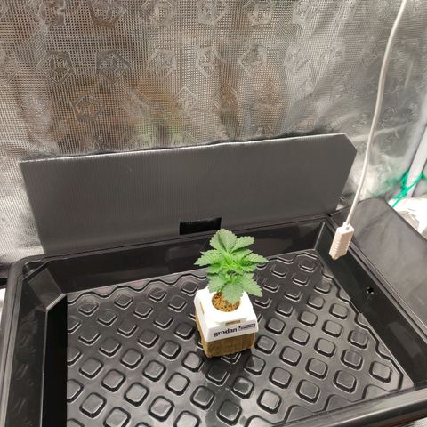 Northern lights growlog timeline photo