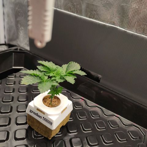 Northern lights growlog timeline photo