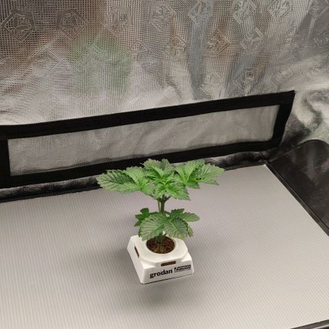 Northern lights growlog timeline photo