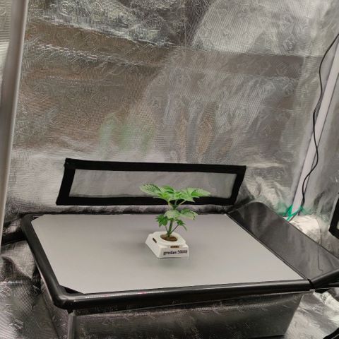 Northern lights growlog timeline photo