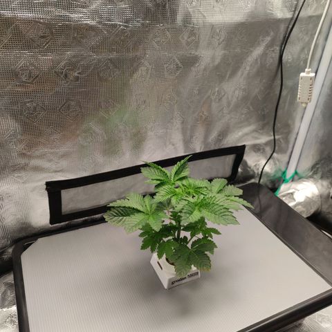 Northern lights growlog timeline photo