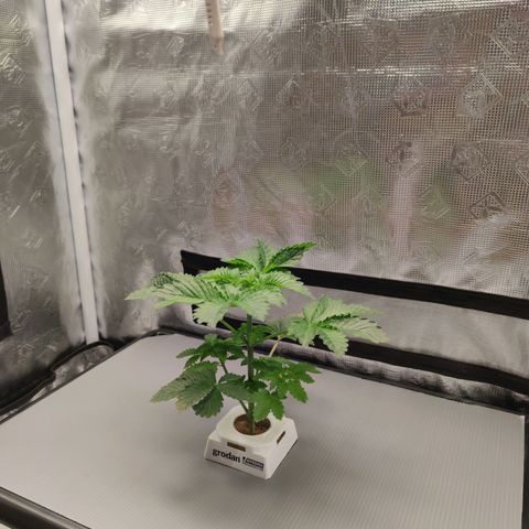 Northern lights growlog timeline photo