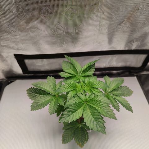Northern lights growlog timeline photo