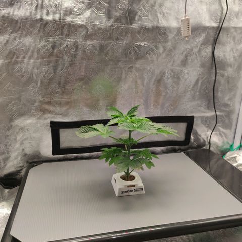 Northern lights growlog timeline photo