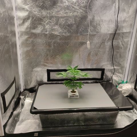 Northern lights growlog timeline photo