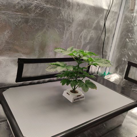 Northern lights growlog timeline photo