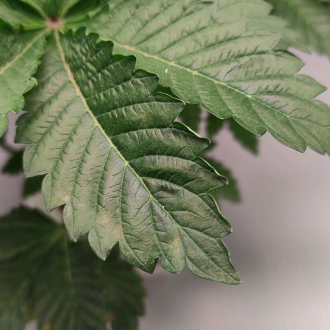 Northern lights growlog timeline photo