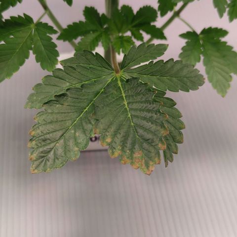 Northern lights growlog timeline photo