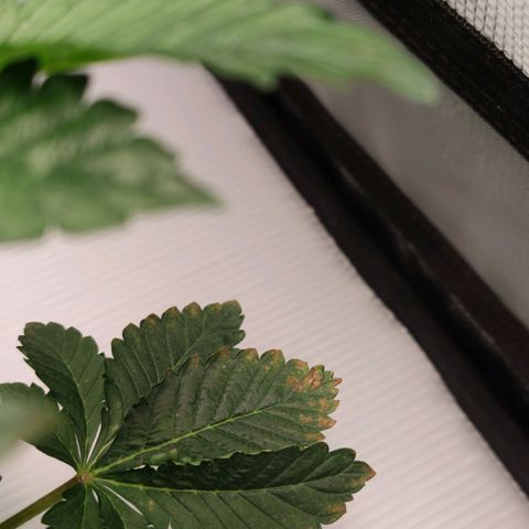 Northern lights growlog timeline photo