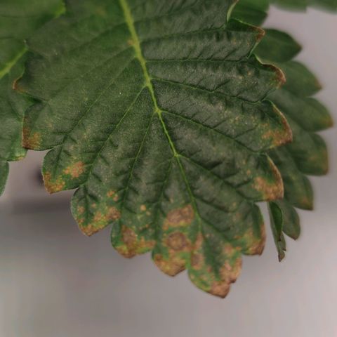 Northern lights growlog timeline photo