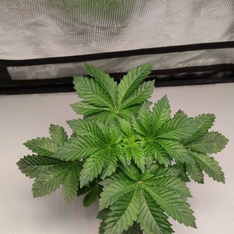 Northern lights growlog timeline photo