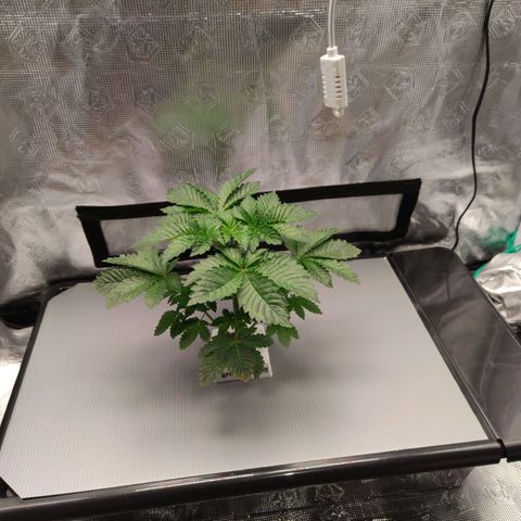 Northern lights growlog timeline photo