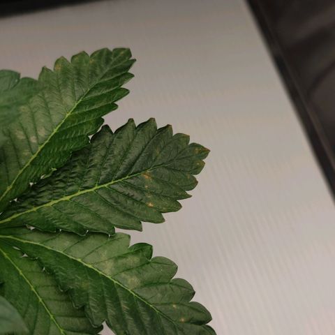 Northern lights growlog timeline photo