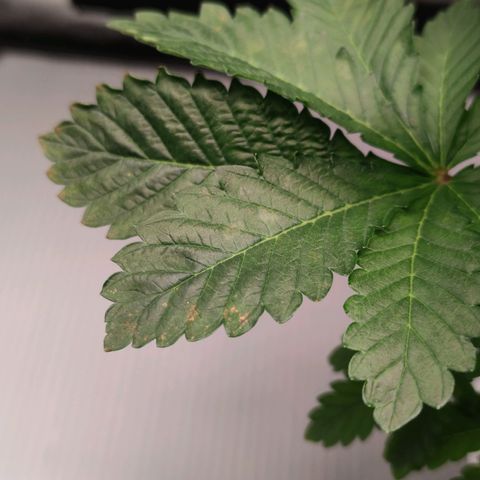 Northern lights growlog timeline photo