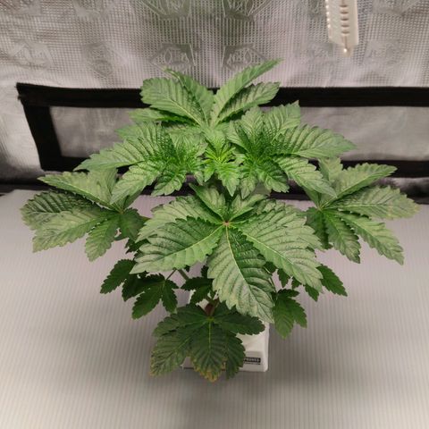 Northern lights growlog timeline photo