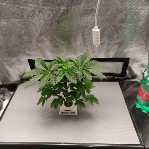 Northern lights growlog timeline photo