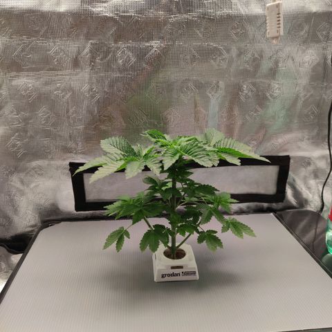Northern lights growlog timeline photo