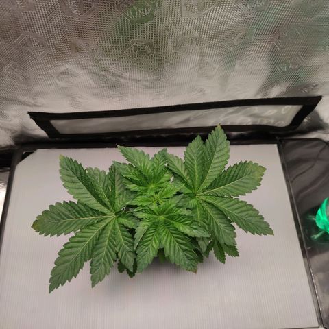 Northern lights growlog timeline photo