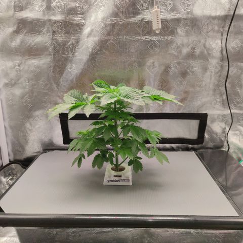 Northern lights growlog timeline photo