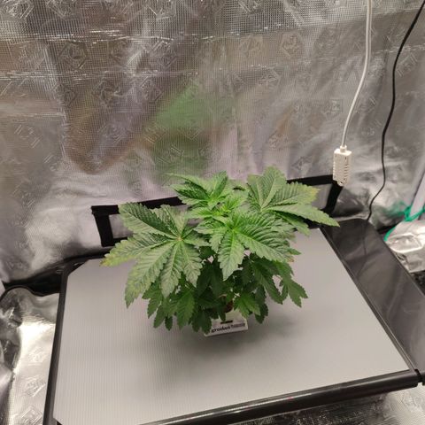 Northern lights growlog timeline photo