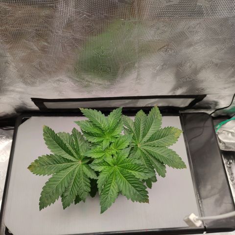 Northern lights growlog timeline photo
