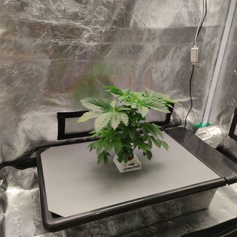 Northern lights growlog timeline photo