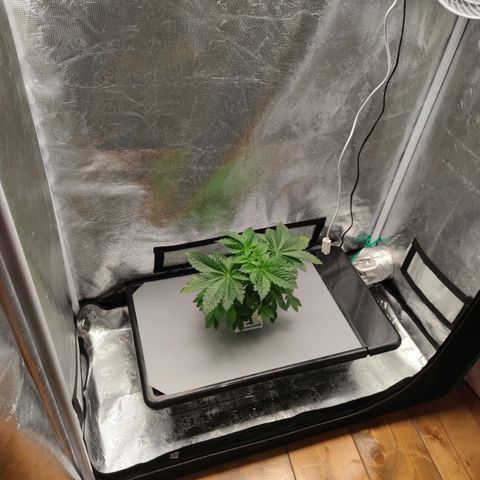 Northern lights growlog timeline photo
