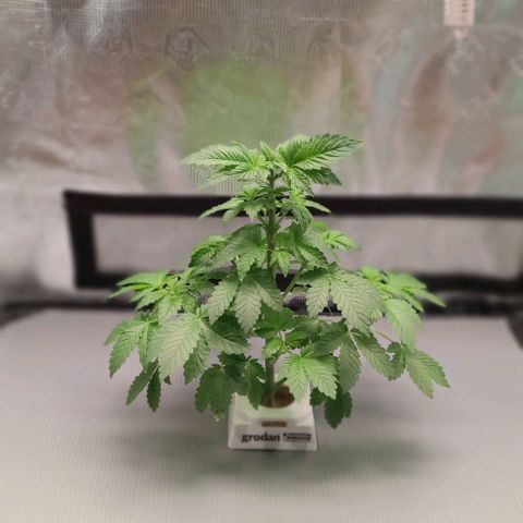 Northern lights growlog timeline photo