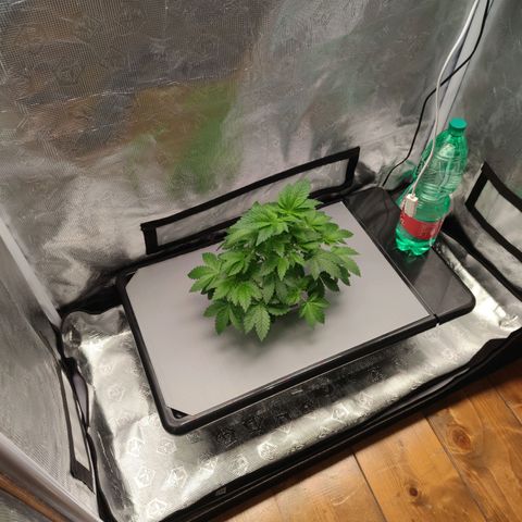 Northern lights growlog timeline photo