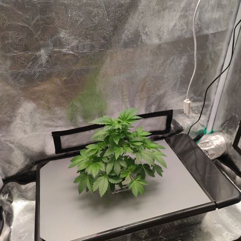 Northern lights growlog timeline photo
