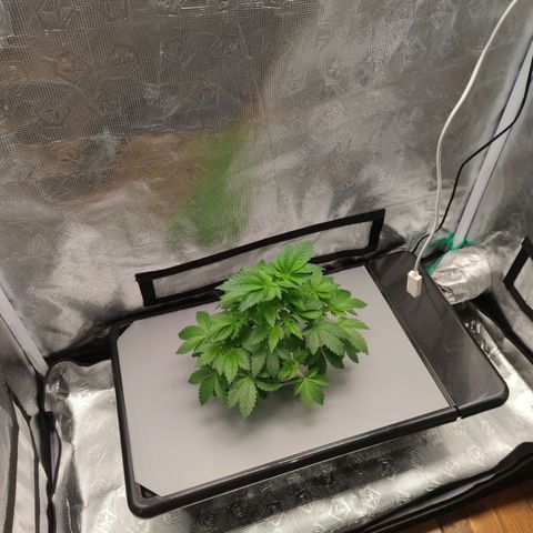 Northern lights growlog timeline photo
