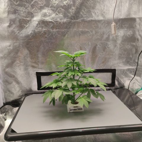 Northern lights growlog timeline photo