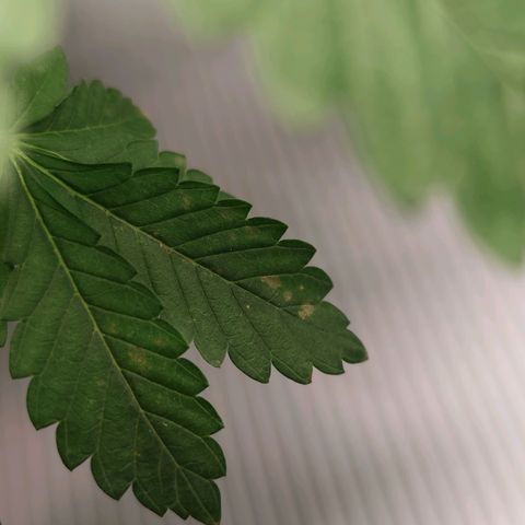 Northern lights growlog timeline photo