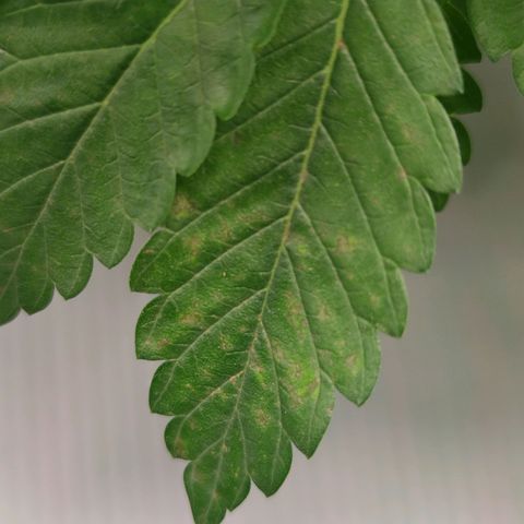 Northern lights growlog timeline photo