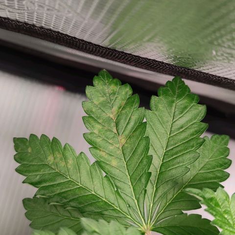 Northern lights growlog timeline photo