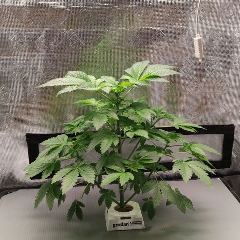 Northern lights growlog timeline photo