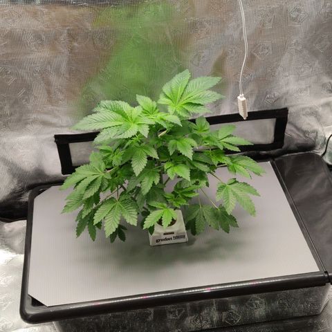 Northern lights growlog timeline photo