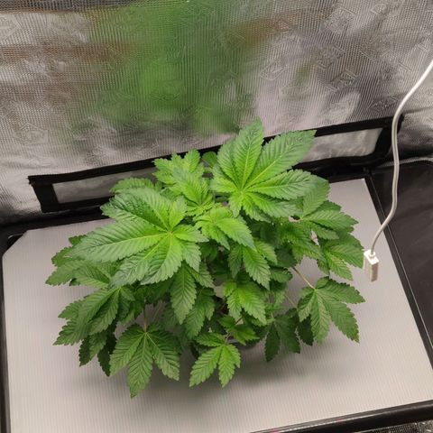 Northern lights growlog timeline photo