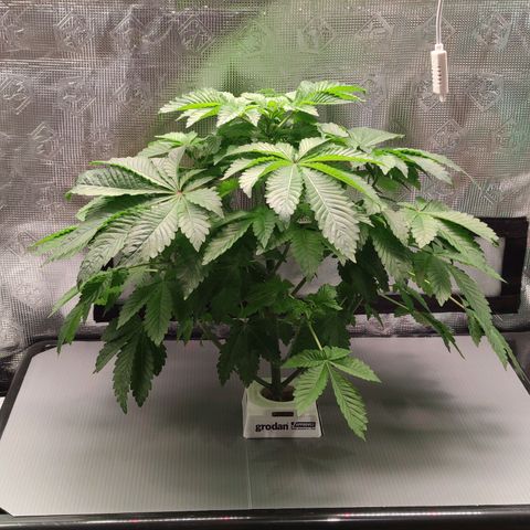 Northern lights growlog timeline photo