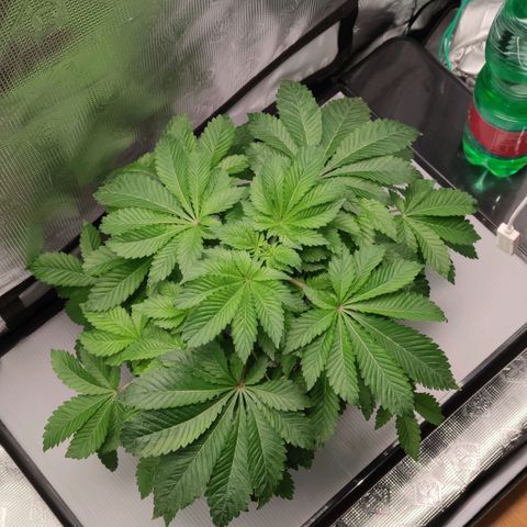 Northern lights growlog timeline photo