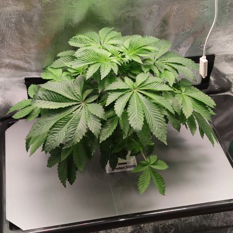 Northern lights growlog timeline photo