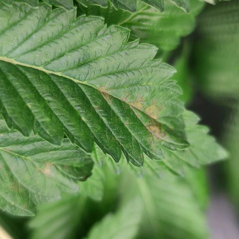 Northern lights growlog timeline photo