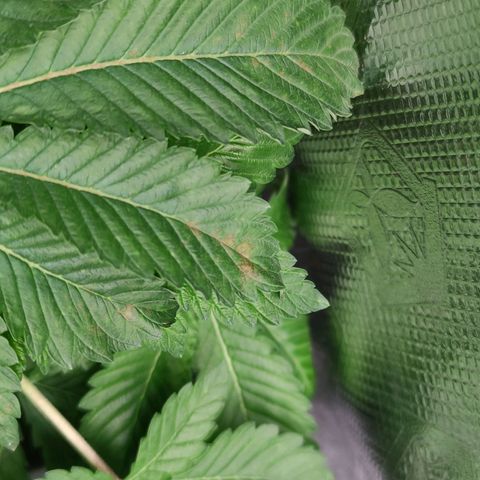 Northern lights growlog timeline photo
