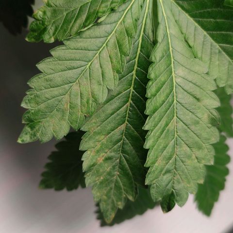 Northern lights growlog timeline photo