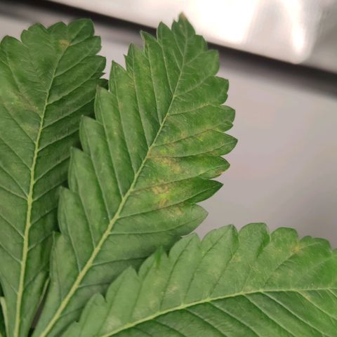 Northern lights growlog timeline photo